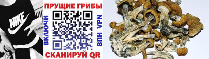Псилоцибиновые грибы ЛСД  Купить закладки  Москва 